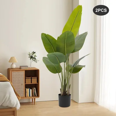 Obrázek produktu pro Sada dvou banánovníků o výšce 120 cm, vhodné pro použití v interiéru i exteriéru