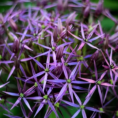 Produktbild von 6 x Sternkugel Lauch - Allium christophii  | Topf 9cm x 9cm