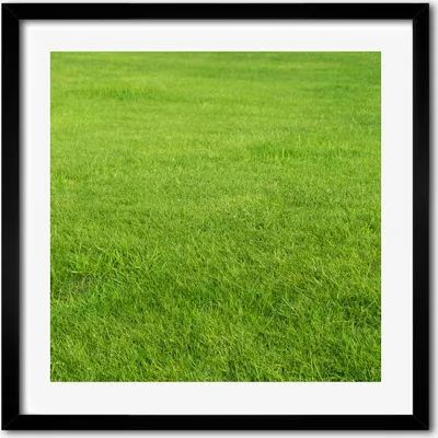 Produktbild von Bild - 50 cm x 50 cm - MDF - Rahmen, Wandkunst - Grünes Gras