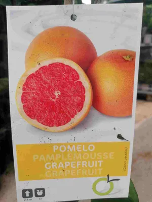 Obrázek produktu pro Citrus paradisi 'Star Ruby' 100-130 cm - Červený grapefruit Rajské jablko Citrusová rostlina