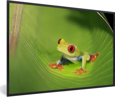 Produktbild von MuchoWow® Gerahmtes Poster Frosch aus Costa Rica 90x60 cm - Poster mit Schwarzem Bilderrahmen Wandposter Rahmen Foto Bilder - Fotorahmen - Foto-Plakat
