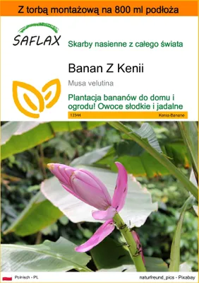 Zdjęcie produktu dla SAFLAX - Garden in the bag - Banan Z Kenii - 8 Nasiona - Z podłożem uprawowym w praktycznej, samorozkładającej się torbie - Musa velutina