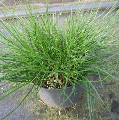Produktbild von Lampenputzergras Elena - Pennisetum alopecuroides