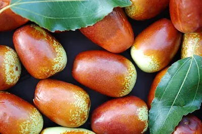 Produktbild von Jujube Brustbeere Sorte Li Chinesische Dattel Pflanze 7,5 L Topfballen