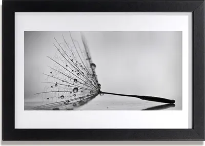Produktbild von Bild 30x20 MDF-Rahmen Wandkunst Löwenzahn Samen
