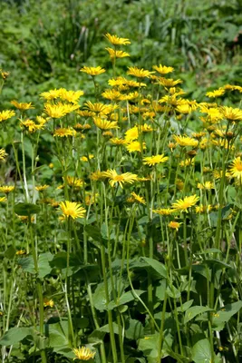 Produktbild von Doronicum pardalianches 'Goldstrauß', Gämswurz, gelb, ca. 9x9 cm Topf