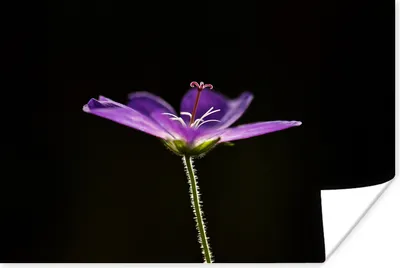 Produktbild von MuchoWow® Poster Eine lila Geranie auf einem schwarzen Hintergrund 180x120 cm - Fotoplakat