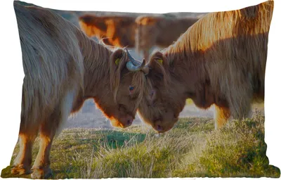Produktbild von MuchoWow® Outdoor Kissen - Schottische Hochlandrind - Tiere - Sonne - 60x40 cm - Wetterfest - Lounge Kissen - Zierkissen - Kissen für Innenräume