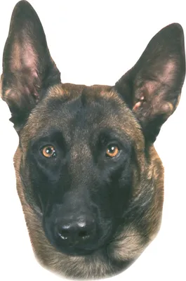 Produktbild von Nobby Aufkleber Malinois