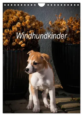 Produktbild von Windhundkinder (Wandkalender 2027 DIN A4 hoch), CALVENDO Monatskalender