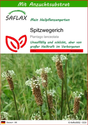 Produktbild von SAFLAX - Spitzwegerich - Plantago lanceolata - 100 Samen - Mit keimfreiem Anzuchtsubstrat