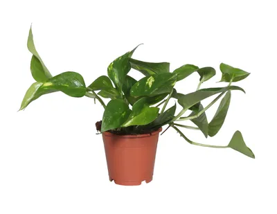 Produktbild von Epipremnum Zimmerpflanze