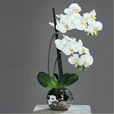 Produktbild von künstliche Orchidee REAL TOUCH in silbernem Keramiktopf 50cm creme weiß DPI