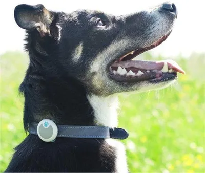 Produktbild von AktivitätsTracker für Haustiere, schlank und wasserdicht, 6 Monate Batterie