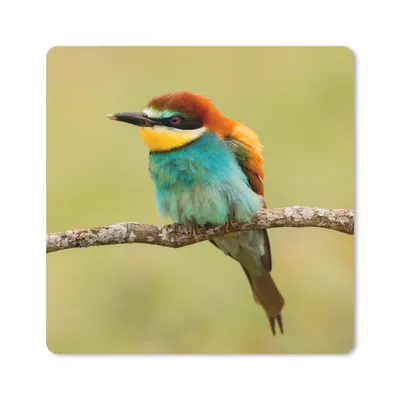 Produktbild von MuchoWow® Mauspad Mousepad Vogel - Bienenfresser - Tiere 20x20 cm - Mousepads - Maus Mat - Pad - Mausunterlage - Desk Mat - Bureauartikeln