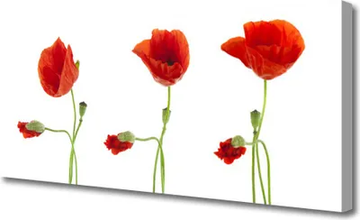 Produktbild von Tulup Leinwand-Bilder 125x50 Wandbild Canvas Kunstdruck Mohnblumen Pflanzen