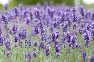 Produktbild von Lavandula angustifolia 'Hidcote Blue', Lavendel, tiefblau, 2 Liter Container