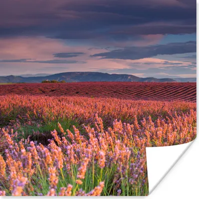 Produktbild von MuchoWow® Poster Lavendelfeld bei einem ruhigen Sonnenuntergang 50x50 cm - Wohnzimmerdekoration