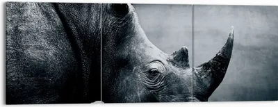Produktbild von Bild auf Leinwand - Leinwandbild - 3 Teile - Nashorn Schwarzweiß Porträt - 150x50cm - Wand Bild - Wanddeko - Wandbilder - Leinwanddruck - Bilder - Wanddekoration - Leinwand bilder - CA150x50-4347