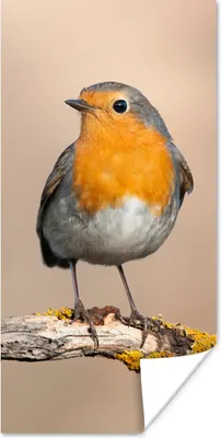 Produktbild von MuchoWow® Poster Rotkehlchen - Vogel - Zweig - Tiere 20x40 cm - Plakat - Foto
