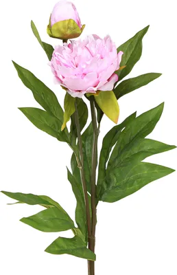 Produktbild von Pfingstrose Deko Blumen Rosa 70cm Real Touch 3er Set, 3 Stück