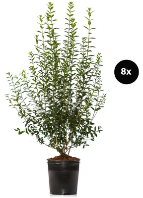 Produktbild von Dehner Gemeiner Liguster, Ligustrum vulgare, für 4 Meter Hecke, je 150-175 cm exkl. Pflanztopf, 8 x 15 l Topf, Heckenpflanzen