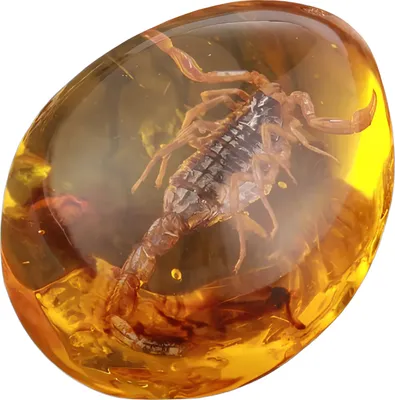 Zdjęcie produktu dla Skorpion w bursztynie imitacja bursztynu z owadem dekoracyjna figurka edukacyjna żywica