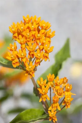 Produktbild von Asclepias tuberosa, Schmetterlingsblume, orange, ca. 9x9 cm Topf