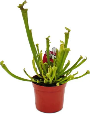 Immagine prodotto di Pianta tubolare - Sarracenia farnhamii - Pianta carnivora - Vaso da 9 cm