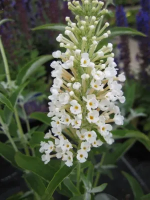 Produktbild von Zwerg Sommerflieder buzz Ivory - Buddleja buzz Ivory 60-100