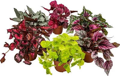 Produktbild von Begonia Beleaf Mix - Blatt-Begonie - 6er-Set - Zimmerpflanze - Pflegeleichte Pflanze für drinnen - ⌀12 cm - 20-25 cm