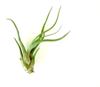 Produktbild von Gardners Tillandsia caput medusae