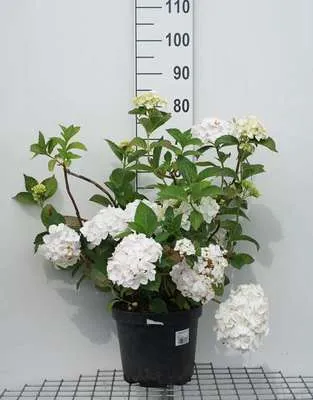 Produktbild von Hydrangea macr. wit/blanc - Hortensien  40- 60 cm Container