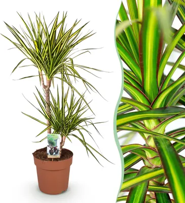 Produktbild von Dracaena Sunray - Drachenbaum - Pflegeleicht - Grün - 90-100cm - Ø21cm - Zimmerpflanze - Immergrün