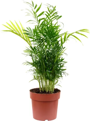 Produktbild von Bergpalme Chamaedorea – Tropische Zimmerpflanze, pflegeleicht, 65 cm hoch, Topf-Ø 17 cm