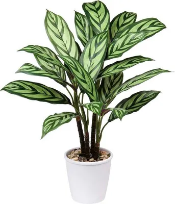 Productafbeelding van Kunstplant Calathea Majestica, exotisch, 63 cm - Decoratie voor binnen en buiten