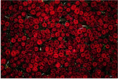 Produktbild von MuchoWow® Poster Blumen - Rosen - Rot 120x80 cm - Bilder