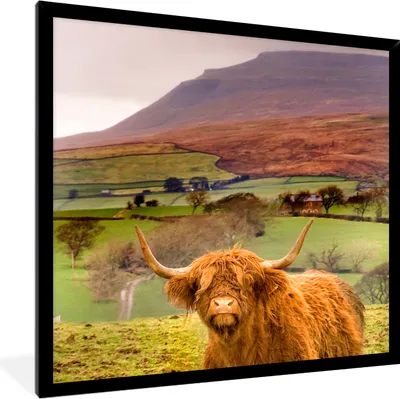 Produktbild von MuchoWow® Gerahmtes Poster Schottischer Highlander - Berg - Herbst 40x40 cm - Poster mit Schwarzem Bilderrahmen Wandposter Rahmen Foto Bilder - Mit Rahmen - Wanddekoration Schlafzimmer