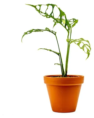 Obrázek produktu pro Gardners Monstera obliqua Peru, průměr 12 cm