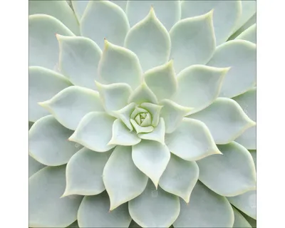 Produktbild von Glasbild Echeveria II 30x30 cm