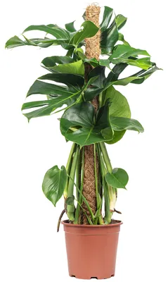 Produktbild von Fensterblatt am Moosstab - pflegeleichte Zimmerpflanze, Monstera deliciosa - Höhe ca. 80 cm, Topf-Ø 19 cm