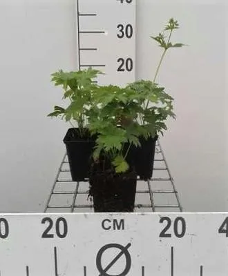 Immagine prodotto di 6 x Geranium sylv. mayflower" - Cicogna - Vaso 9 x 9 cm