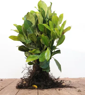 Produktbild von Prunus laurocerasus 'Novita', Kirschlorbeer, immergrün, 30–50 cm