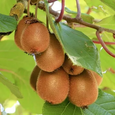 Immagine prodotto di Actinidia Jenny 2L