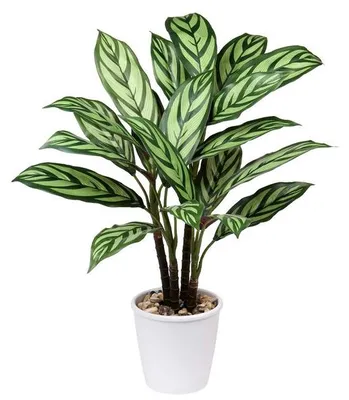 Zdjęcie produktu dla Sztuczna Calathea Majestica Exotica w doniczce o średnicy 63 cm