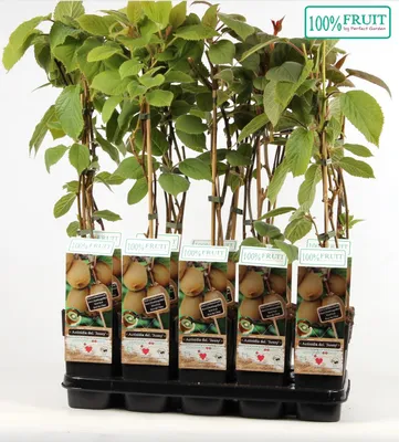 Produktbild von Kiwi Jenny - Actinidia chinensis 'Jenny' - selbstfruchtend/selbstbefruchtend
