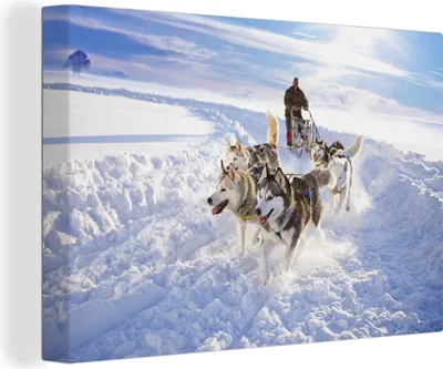 Produktbild von OneMillionCanvasses® - Leinwandbilder - 140x90 cm, Huskys für Hundeschlitten, Wandbilder Kunstdruck Wanddekoration