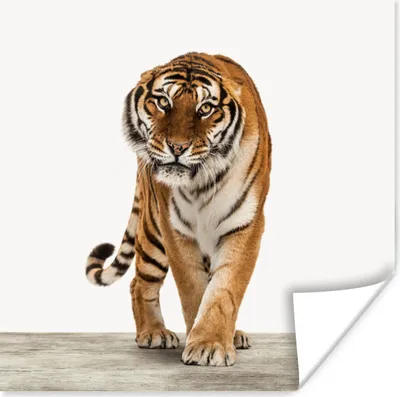 Produktbild von MuchoWow® Poster Tiger - Tiere - Holz - Jungen - Kinder 50x50 cm - Wohnzimmerdekoration
