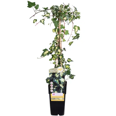 Zdjęcie produktu dla Hoogeveen Hedera Helix 'Goldheart' - 65 cm, Ø15 cm