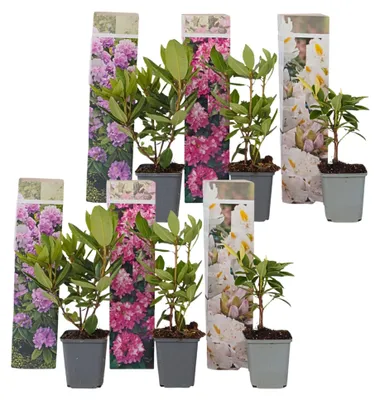 Productafbeelding van Mix van 6 rhododendrons - Winterharde planten
